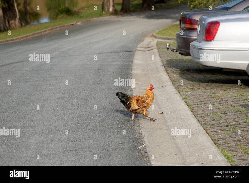 Chicken road game, chicken road oficial